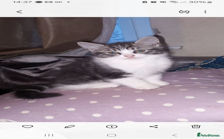 British Shorthair cats - Advert 1