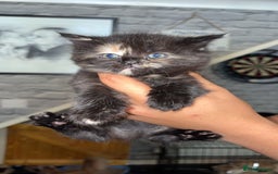 Mixed Breed cats for sale: half maincoon kittens  - Image 1