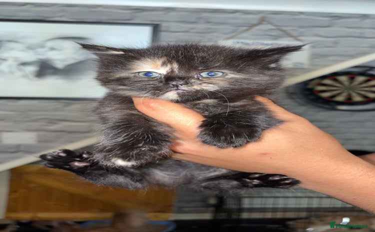 Mixed Breed cats - Advert 8