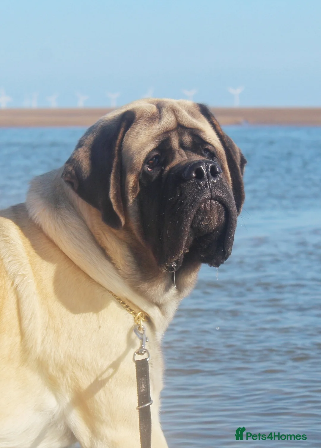 Mastiff dogs for sale: English mastiff puppies for sale. - Advert 14