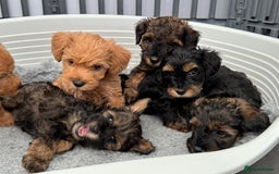 Schnoodle dogs for sale: F1 Puppy schnoodles - Image 4