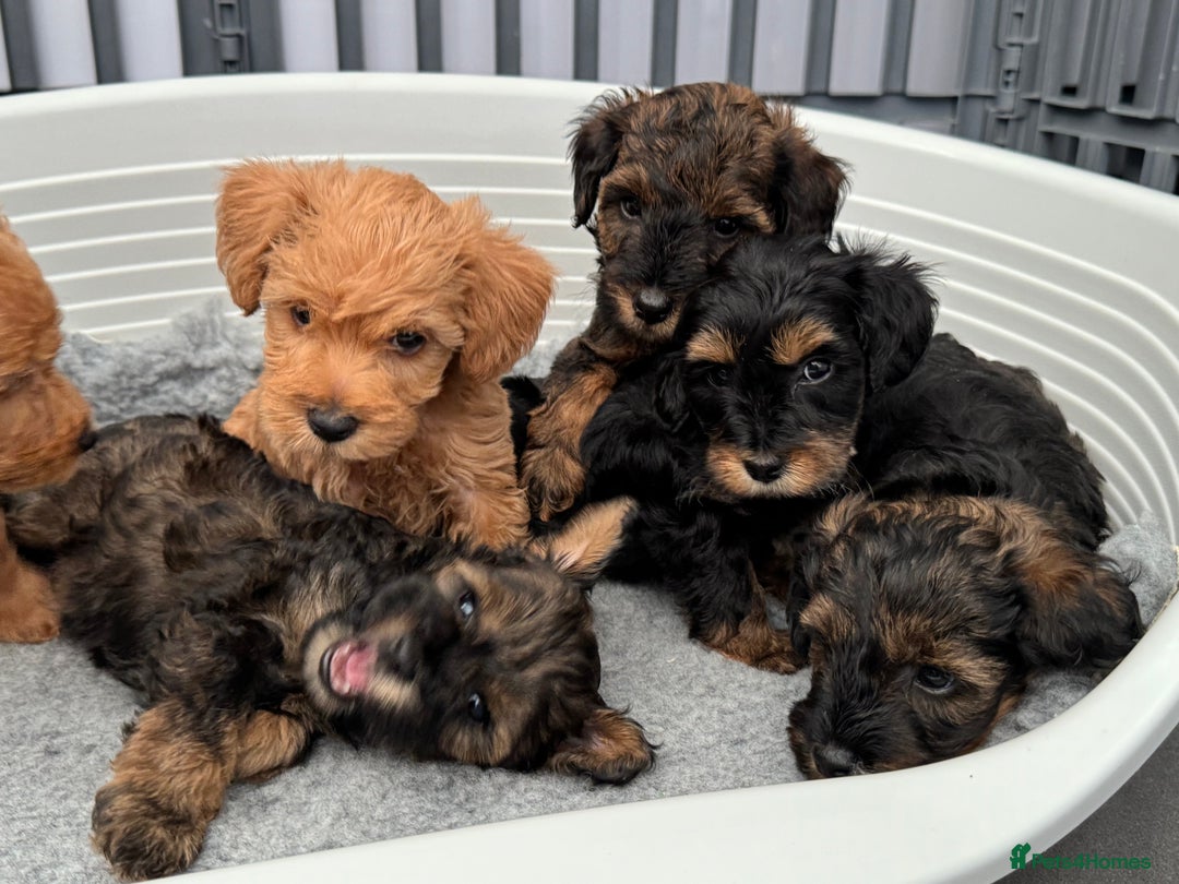 Schnoodle dogs for sale: F1 Puppy schnoodles - Image 4