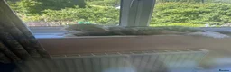 Mixed Breed cats for sale: Norwegian forest cat kittens  in Monmouth - Advert 1