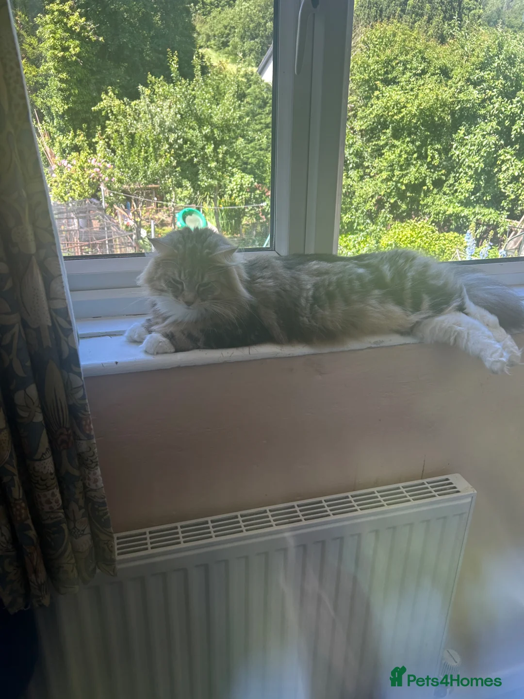 Mixed Breed cats for sale: Norwegian forest cat kittens  in Monmouth - Advert 1