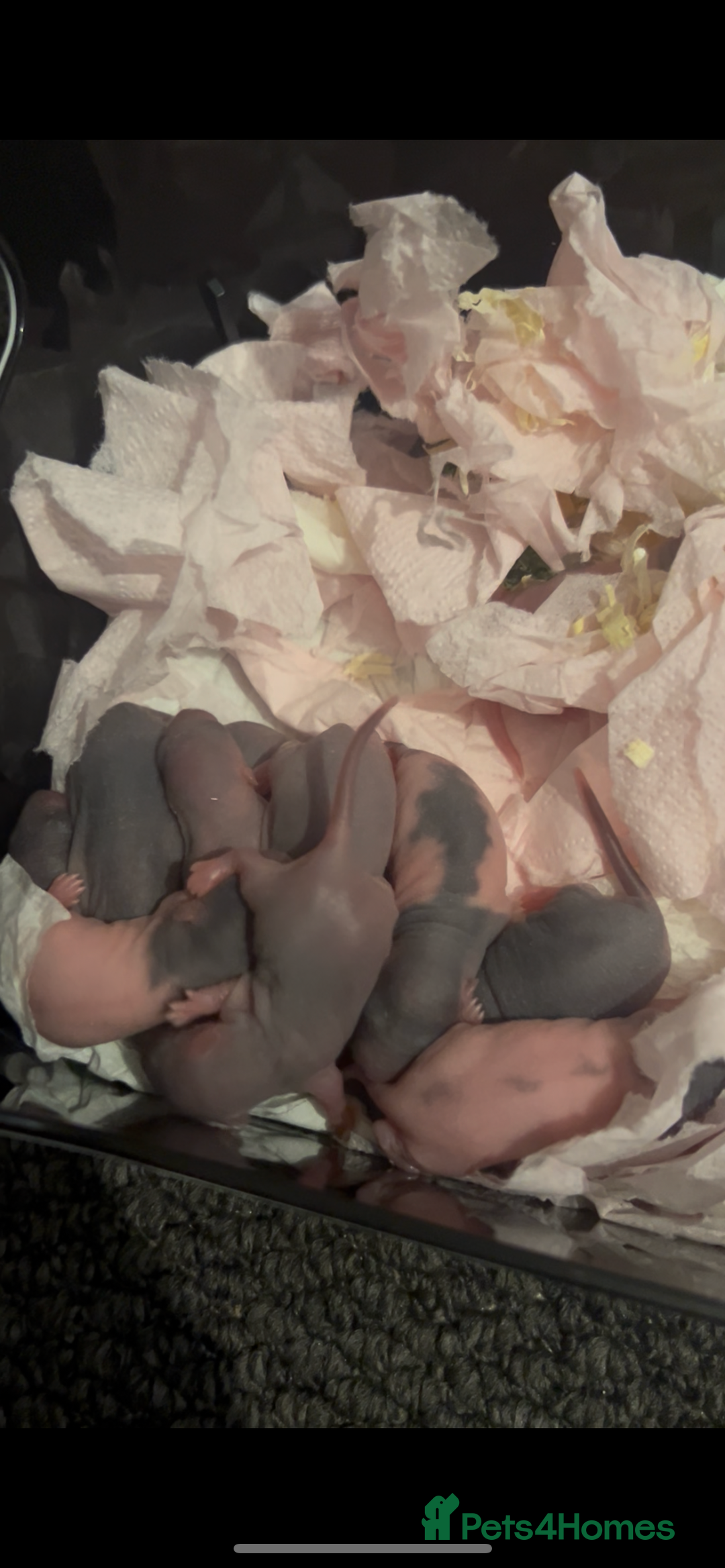 Rat rodents for sale: Beautiful Baby Rats  - Advert 13