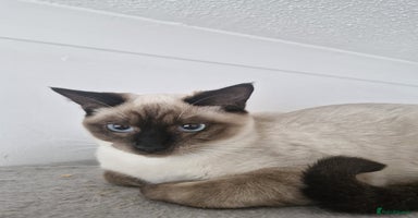 Snowshoe cats - Advert 4