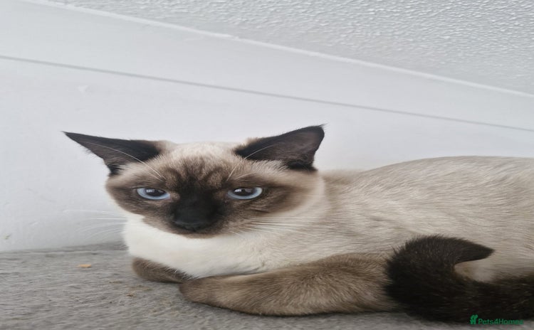 Snowshoe cats - Advert 1