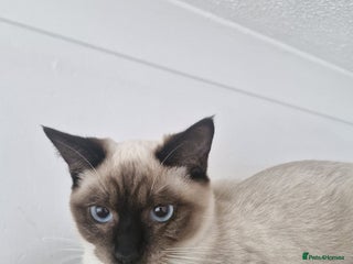 Snowshoe cats - Advert 2