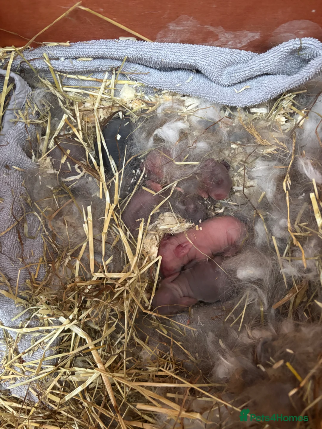 Mixed Breed rabbits for sale: 6 baby bunnies in Sturminster Newton - Advert 1