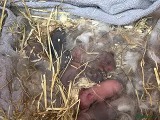 Mixed Breed rabbits 6 baby bunnies - Advert 4