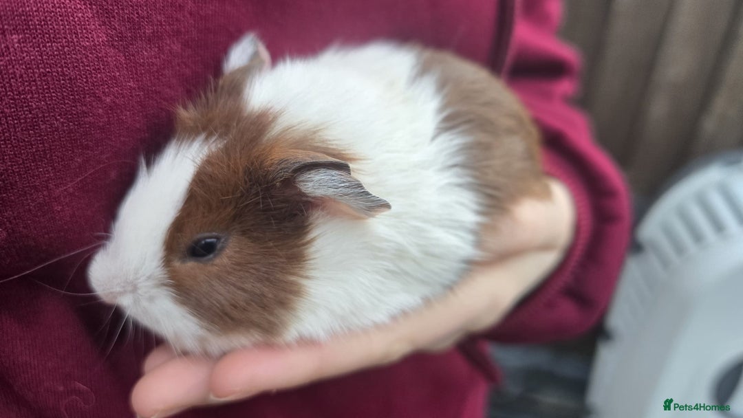 Guinea Pig rodents for sale: Young Guinea Pigs - Advert 4