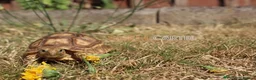 Tortoise reptiles for sale: BABY SULCATAS & SET UPS! - Advert 5