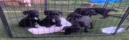 Mixed Breed dogs for sale: Patterpoo ( paterdale xtoy poodle ) puppies - Advert 6