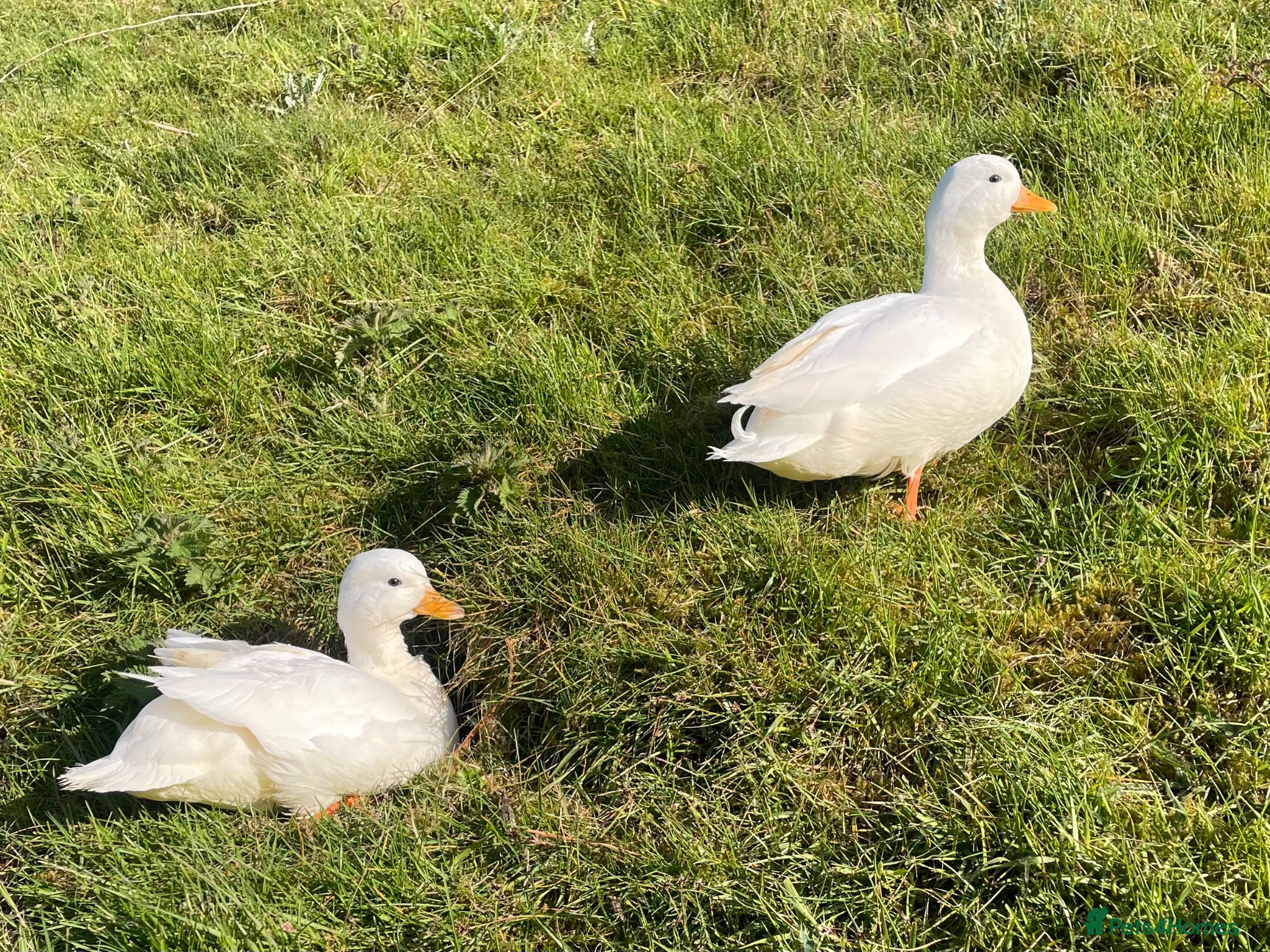 Ducks poultry Pair of white call ducks  - Advert 2
