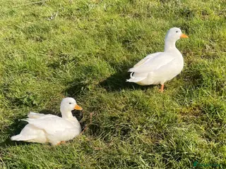 Ducks poultry Pair of white call ducks - Advert 2
