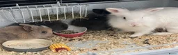 Lionhead rabbits for sale: Beautiful Double Lionhead Baby Rabbits  - Advert 5
