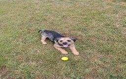 Border Terrier dogs for stud: Blue and Tan Border Terrier Stud - Image 2