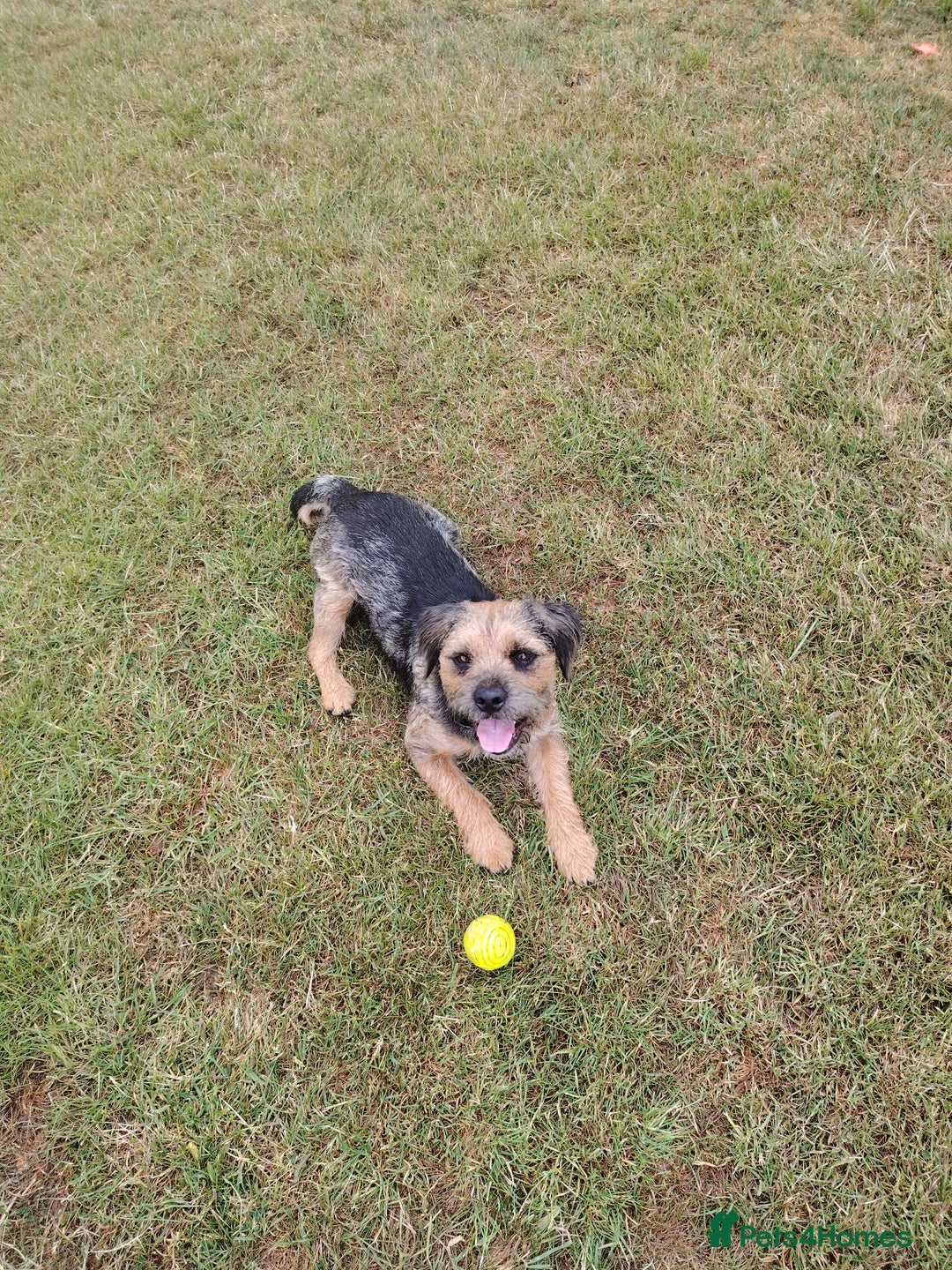 Border Terrier dogs for stud: Blue and Tan Border Terrier Stud - Image 2