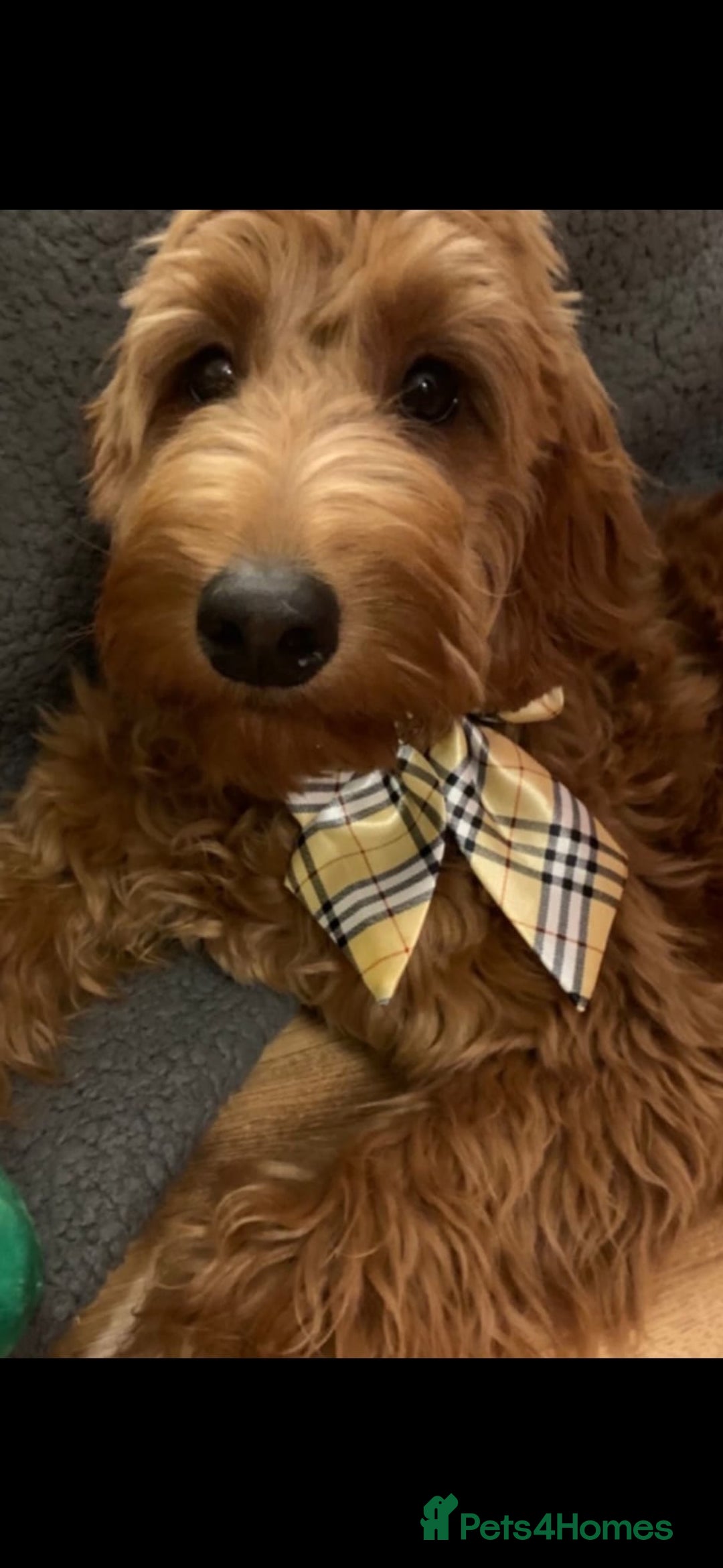 Mixed Breed dogs for sale: Stunning Irish Cockapoodledo's........ - Advert 8