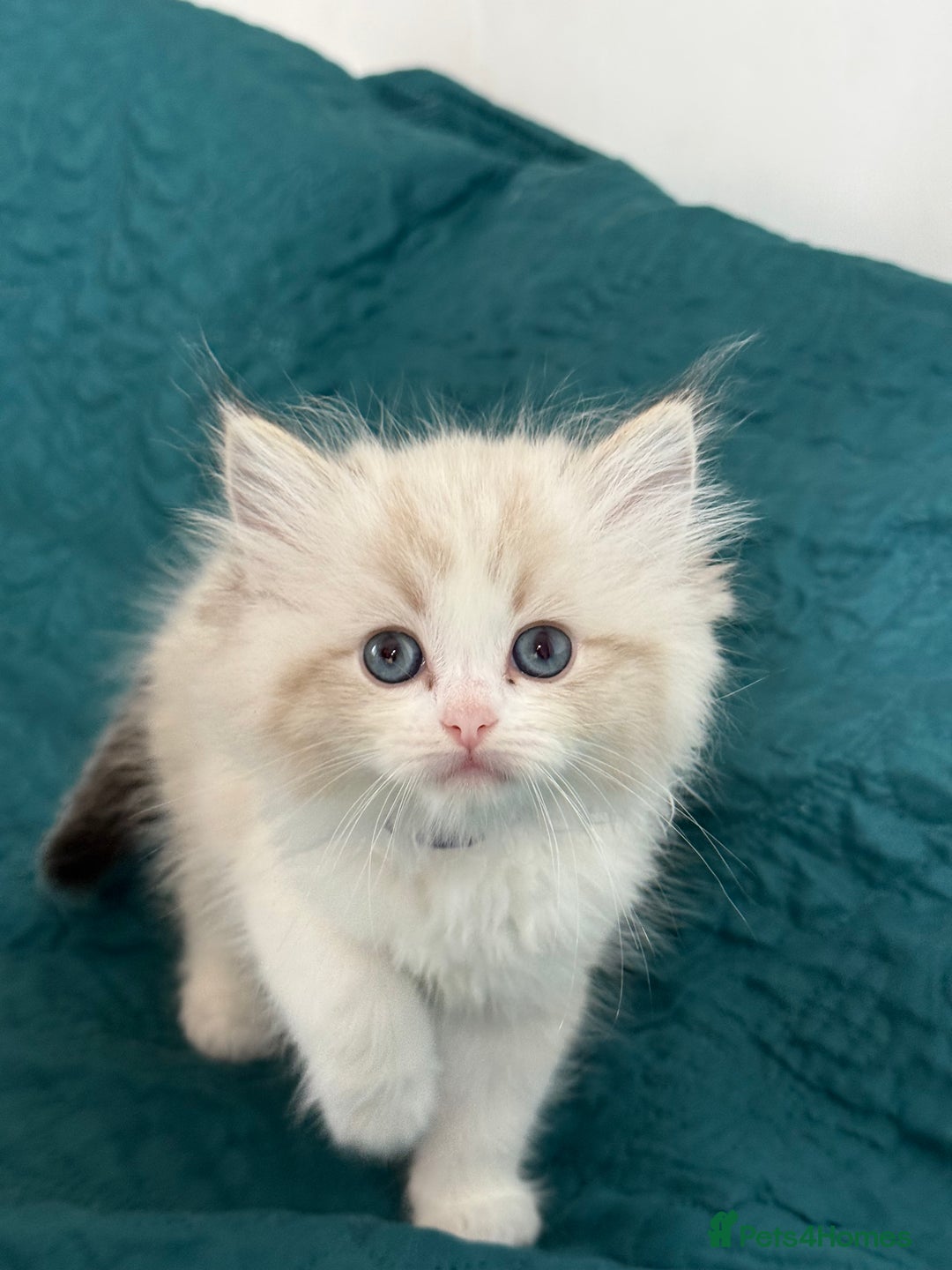 Ragdoll cats for sale: Beautiful Ragdoll kittens TICA - Advert 1