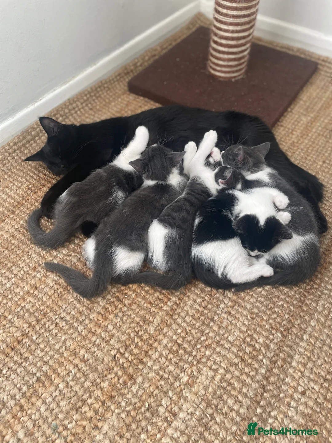 Mixed Breed cats for sale: Quarter bengal x maine coone kittens  - Advert 1