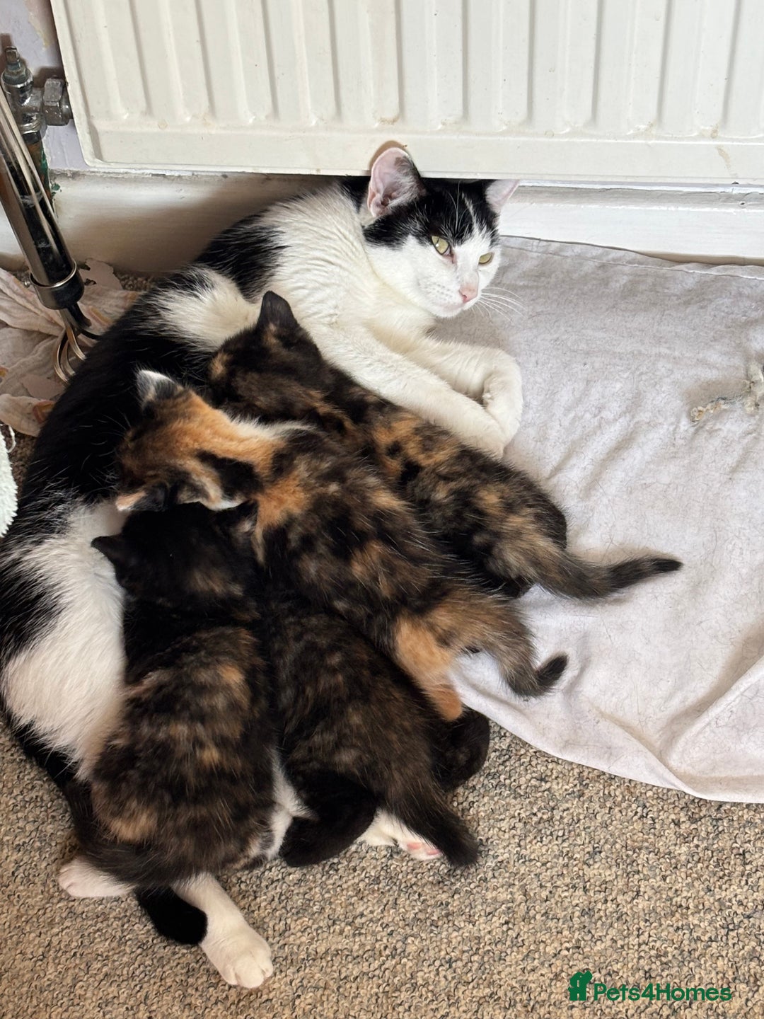 Domestic Shorthair cats for sale: Calico kittens - Image 3