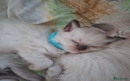 Ragdoll cats for sale: Stunning Ragdoll Kittens - Advert 5