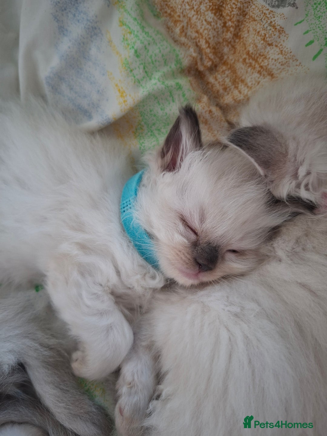 Ragdoll cats for sale: Stunning Ragdoll Kittens - Advert 5