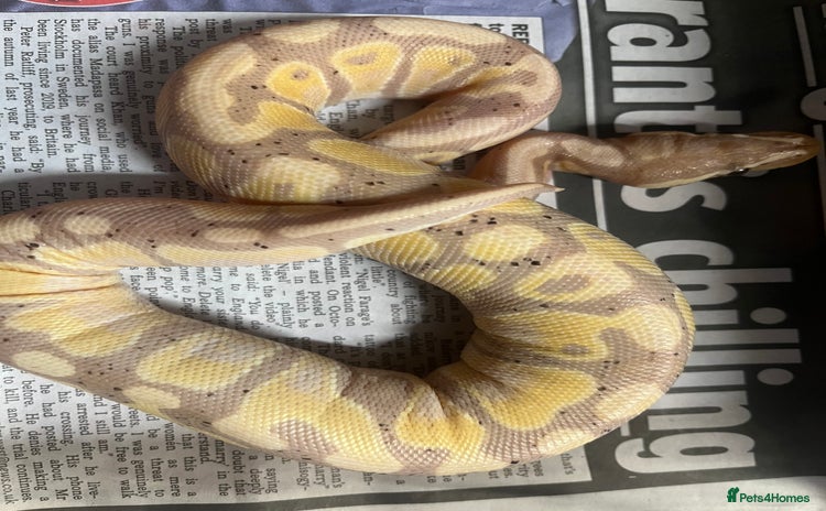 Python Snake reptiles - Advert 1