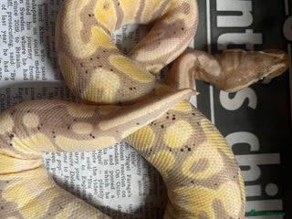 Python Snake reptiles - Advert 1