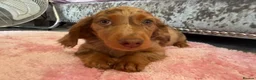 Miniature Dachshund dogs for sale: Miniature dachshund male available  - Advert 5