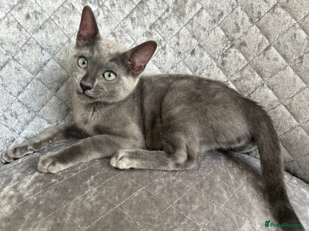 Bengal cats for sale: Two adorable Blue/Melanistic Bengal Kittens TICA  in Benfleet - Image 18