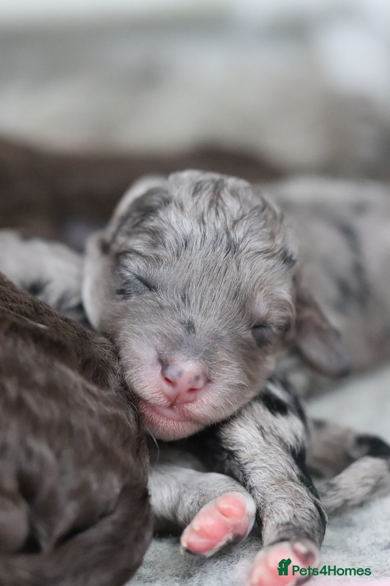 Cockapoo dogs Stunning Merle & phantom cockapoo litter - Advert 13