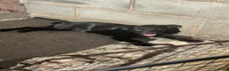 Patterdale Terrier dogs for sale: Pure black patterdale female pup - Advert 2