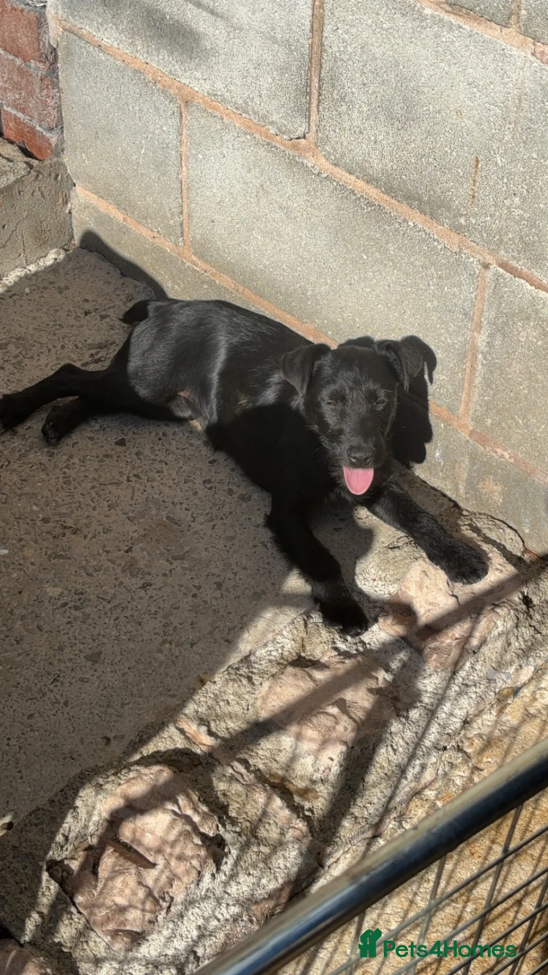 Patterdale Terrier dogs for sale: Pure black patterdale female pup - Advert 2