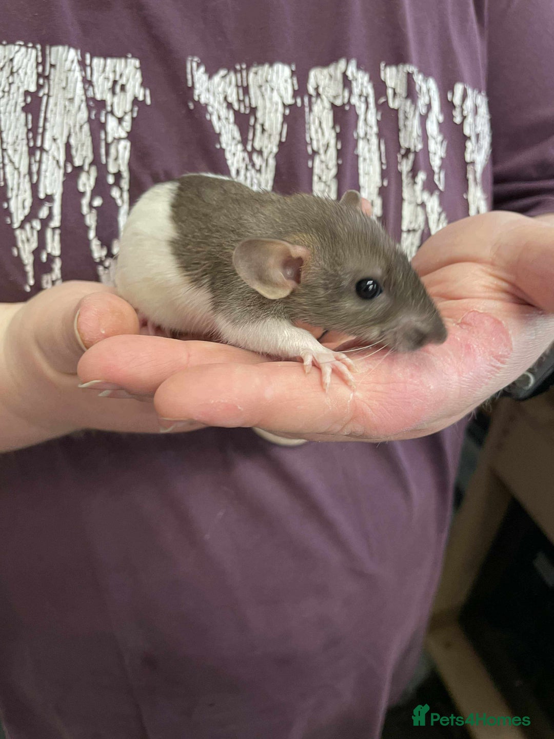 Rat rodents for sale: 3 female rats and enclosure - Advert 6
