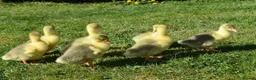 Geese poultry for sale: Friendly Large-Strain Embden Goslings - 2026 Hatch - Advert 3