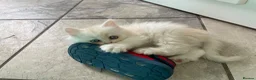 Persian cats for sale: Persian kittens in Rugby - Advert 11