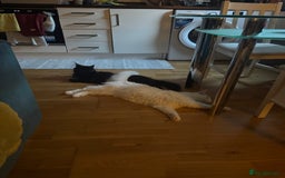 Maine Coon cats for sale: Maincoon  - Image 4