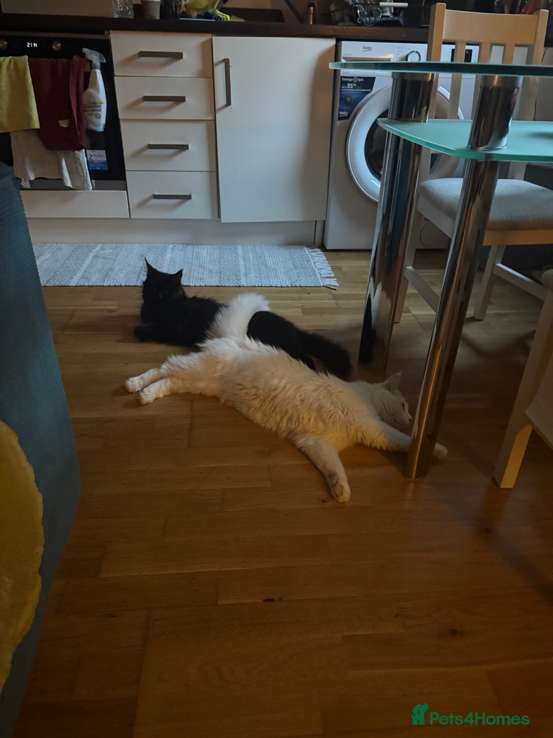 Maine Coon cats for sale: Maincoon  - Image 4