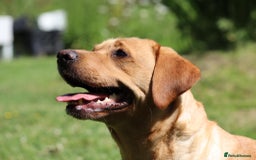 Labrador Retriever dogs for sale: Health Tested Fox Red Puppies for Sale - Image 3