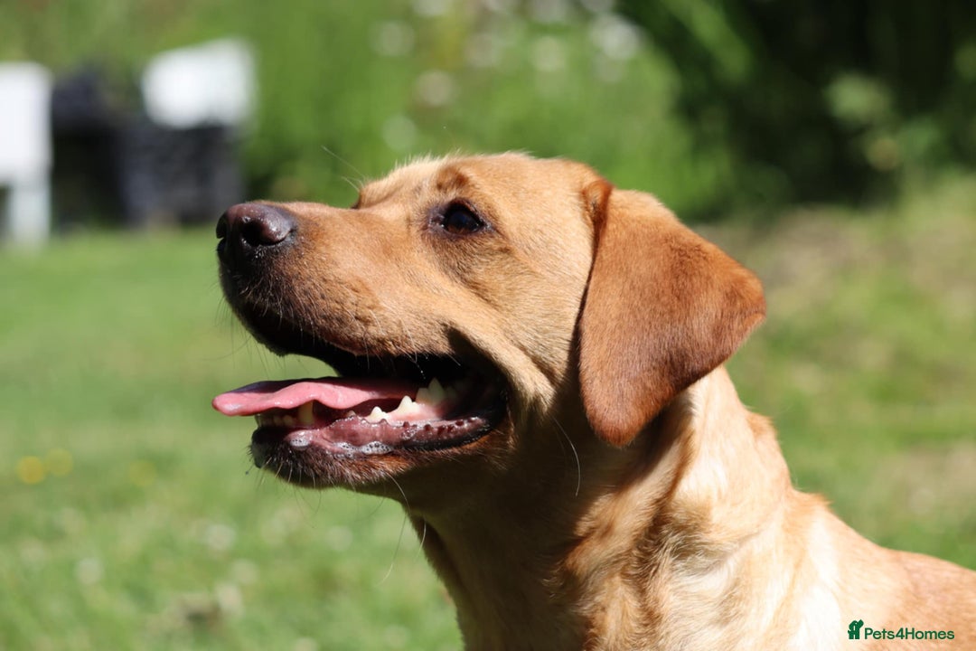 Labrador Retriever dogs for sale: Health Tested Fox Red Puppies for Sale - Image 3