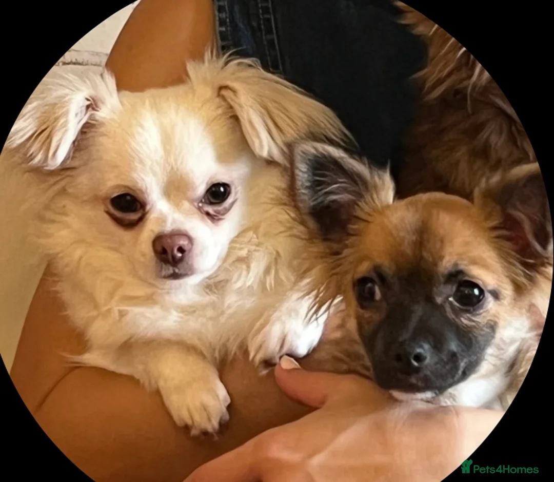 Chihuahua dogs for sale: Chihuahua Puppies - Advert 3