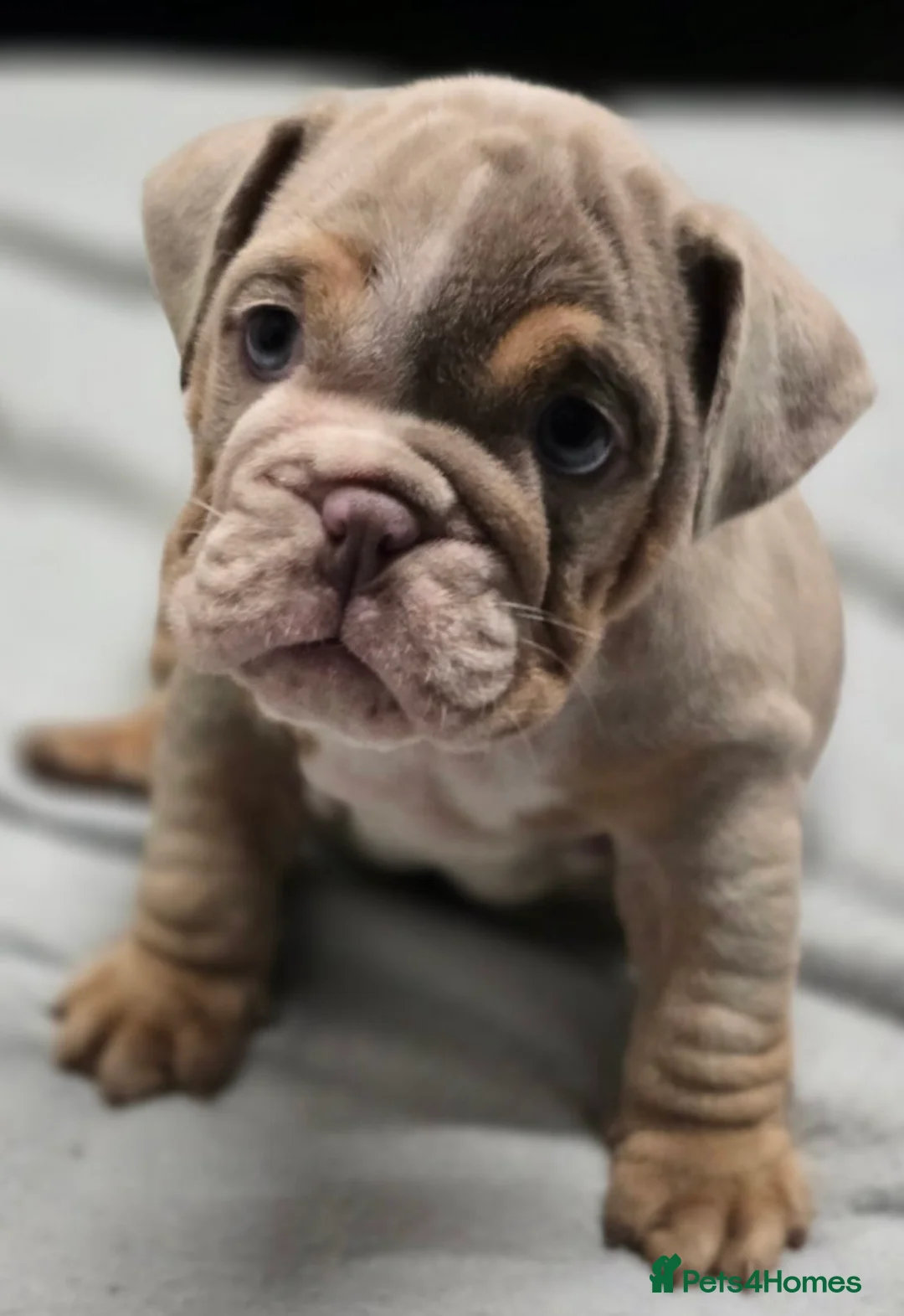 English Bulldog dogs for sale: puppies for sale last 2 girls on near offer  - Advert 16