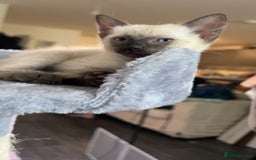 Siamese cats for sale: Beautiful Siamese Kittens - Advert 19
