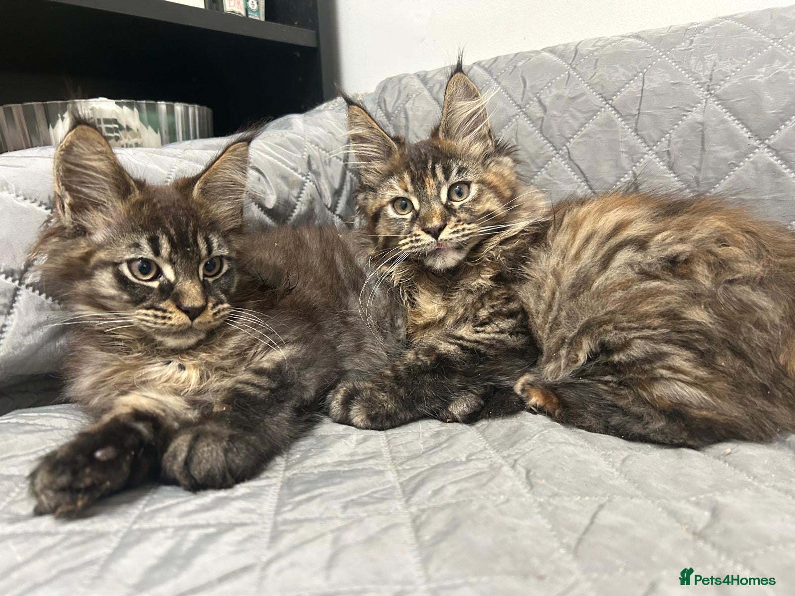 Maine Coon cats 2 Beautiful Mainecoons for sale - Advert 15