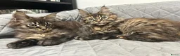 Maine Coon cats for sale: 2 Beautiful Mainecoons for sale - Advert 1