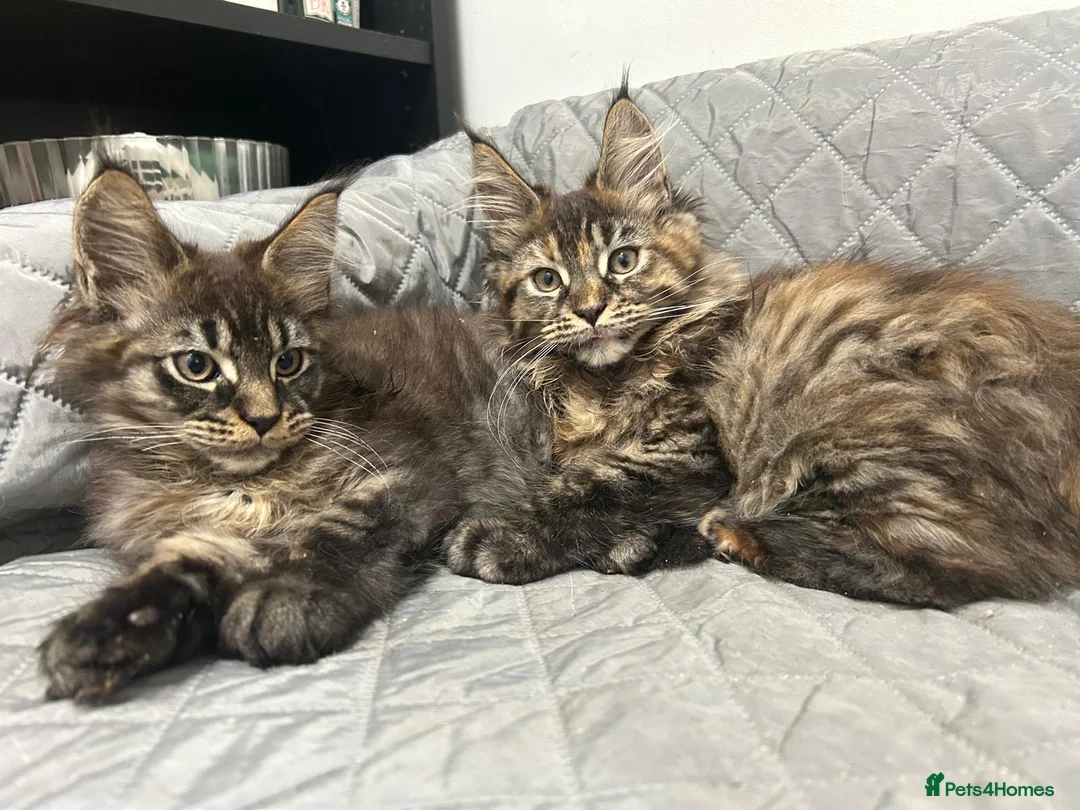Maine Coon cats for sale: 2 Beautiful Mainecoons for sale - Advert 1