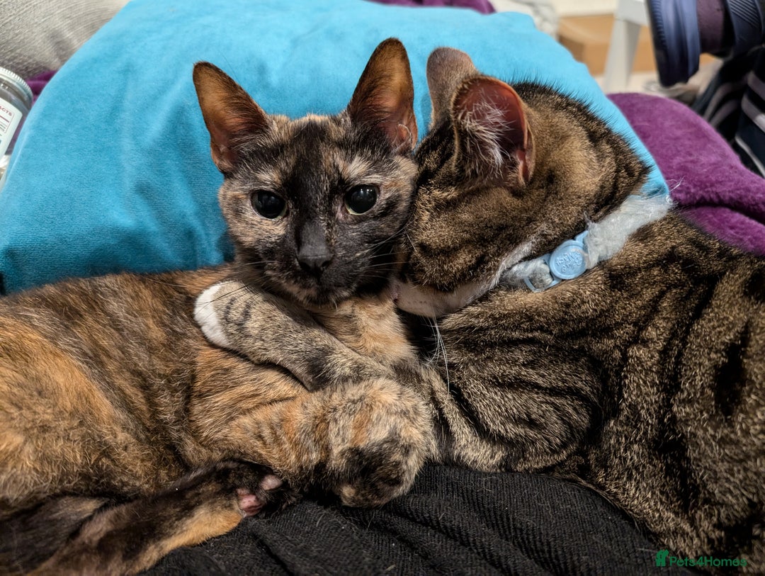 European cats for sale: Gorgeous Tortie girl seeking new home  - Image 3