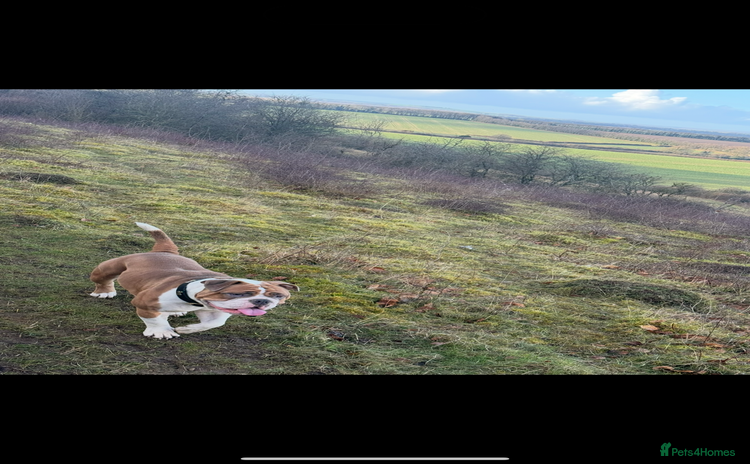 Dorset Olde Tyme Bulldogge dogs - Advert 1